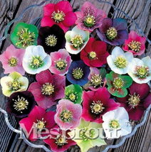 Japanese Seed Potted Plants Helleborus Seeds Garden USA Seller - $20.00