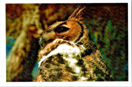 Postcard The Great Horned Owl Scanning for Food White Border  6 x x4 ins - £3.98 GBP