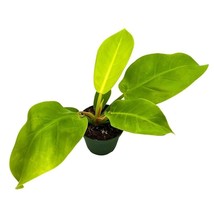 BubbleBlooms Philodendron Moonlight in a 4 inch Pot Philo Moon Light Yel... - $23.16