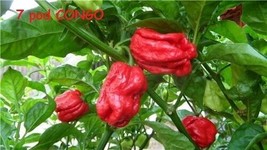15 Seeds Trinidad SR 7 Pod CONGO Gigantic Red Extreme hot pepper RARE Bi... - $3.30