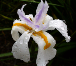 25 Pc Seeds White African Iris Flower, Wild Iris Seeds for Planting | RK - £13.16 GBP