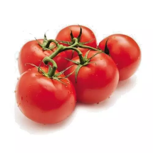 KingStore 25 Newly Harvested Fresh Sweet Tasting Classic Tomato Planting Seeds - £7.27 GBP