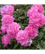 New Fresh Peony Fully Pink Big Blooms Tree New Seeds Compact Flowers Bd202H - $18.96 CAD