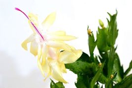 4&quot; Pot Yellow Christmas Cactus Live Plant - Xmas Gift - Zygocactus - £39.79 GBP