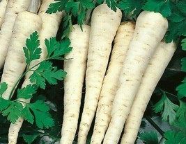 Semilir Hamburg Rooted Parsley Seeds 450 Petroselinum Crispum Herb Garden Fast G - £6.90 GBP