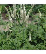 20 Black Cohosh Plants Actaea Racemosa Bare Root Wildflower Native Trans... - $35.90
