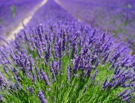 100 Lavender Seeds Very Fragrant Aromatic Calming Flower Plant From US - £7.84 GBP