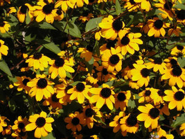 Thjar 500 Brown Eyed Susan Rudbeckia Triloba Flower Seeds - $4.99