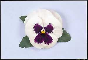 Pansy Majestic Giant II White-Blotch 250 seeds - £26.44 GBP