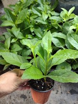 Longevity Spinach~Gynura Procumbens Edible Live Plant In 4&quot; Pot From Flo... - £19.28 GBP