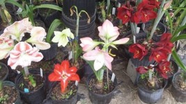 SR 10 Garden Variety Amaryllis Bulbs 14-18 cm. in circumference immediat... - $228.00