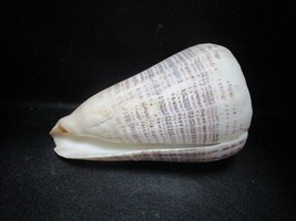 Conus Biliosus shell maddras cover (India) 7 x 4.50&quot; - £75.42 GBP