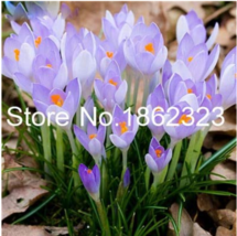 200  pcs Imported Saffron Flower Plants SEEDS Bonsai Flower Iran Crocus Potted P - £5.49 GBP