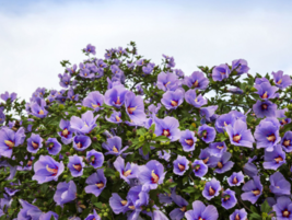 25 Pc Seeds Purple Rose Of Sharon Flower, Hibiscus Seeds for Planting | RK - £13.27 GBP