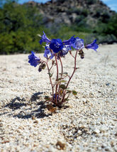 2000 Seeds Bluebell Cali Desert FAST Borders, Pavers, Rock Garden Flower Bulk - $9.60