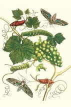 Grapevine with Vine Sphinx by Maria Sibylla Merian - Art Print - £16.54 GBP+