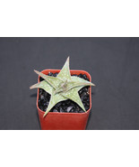 Semilir 2&quot;&quot; Pot Aloe Cv Blue Mist Hybrid Exotic Raren Color Outdoor Succ... - $379.53 MXN