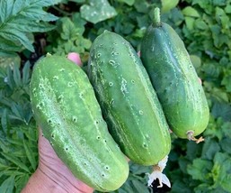 GIB 25 Seeds Easy To Grow Wautoma Cucumber Hybrid Vegetable Pickling - £7.22 GBP