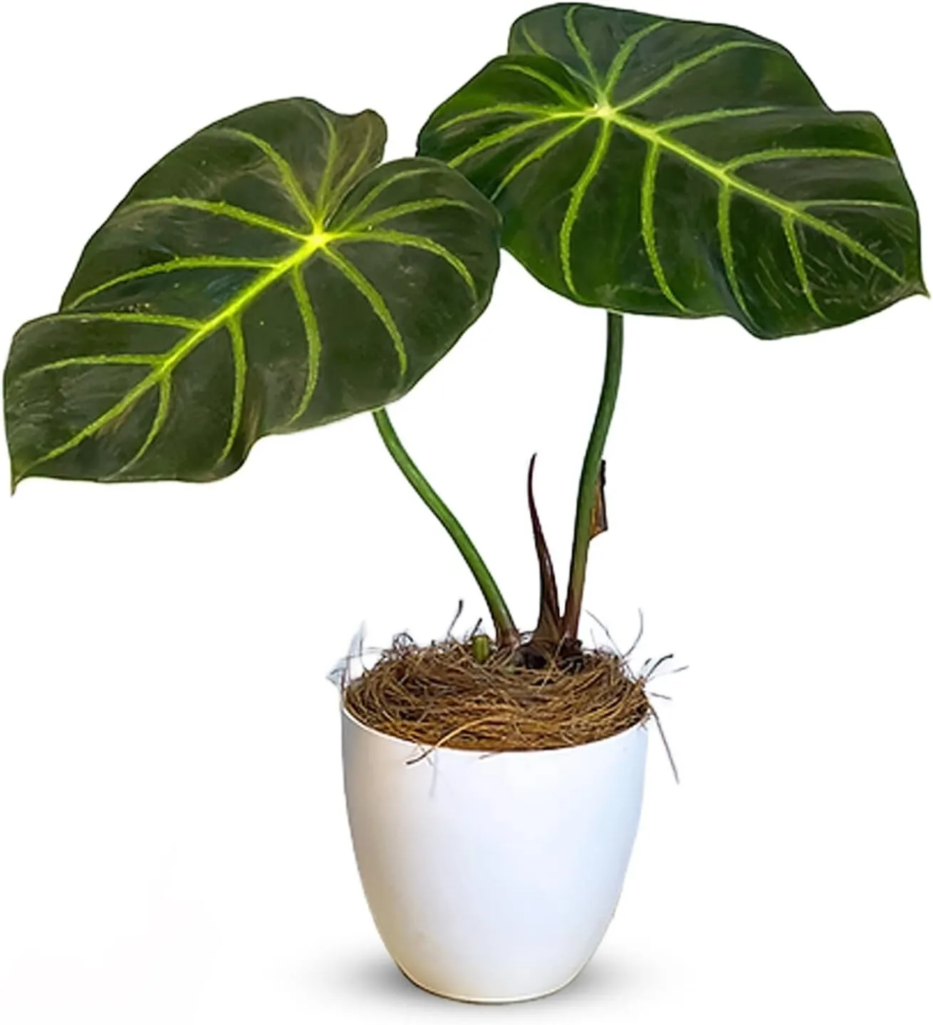 Philodendron Luxurians Philodendron Live House plant - £89.92 GBP