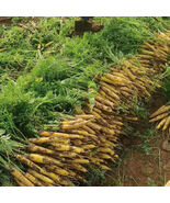 Dutch Yellowstone Carrot Seeds High Nutritional Value IdealSpecialty Mar... - $325.83 MXN