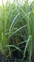 KBT 150 Lemongrass Seeds Lemongrass Cymbopogon Flexuosus Mosquito Repell... - $194.27 MXN