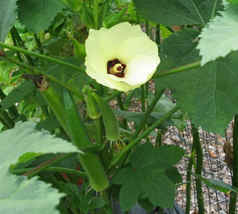 50 Seeds Clemson Spineless Okra Super Healthy Vegetable From USA - £7.58 GBP