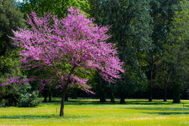 25 Cercis siliquastrum Seeds, Judas Tree Seeds - £4.71 GBP