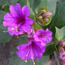 Giant Four O&#39;Clocks Seeds Mirabilis Multiflora 10 Seeds Fresh Garden USA Shippin - $12.97