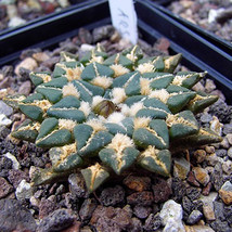 10 Pcs Ariocarpus Kotschoubeyanus Rare Cactus Seeds Fresh Seeds - £20.37 GBP