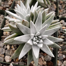 Cacti Dudleya gnoma white sprite cactus Succulent real live plant - £57.40 GBP