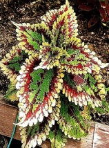 coleus plant seeds. 30pcs Perfect Colorful Coleus Blumei Beautiful Flowers - £8.36 GBP