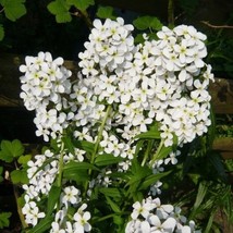 TH 50 Seeds  White Dames Rocket Flower Seeds / Perennial - £12.05 GBP