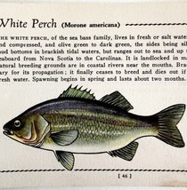 White Perch 1939 Fresh Water Fish Art Gordon Ertz Color Plate Print PCBG20 - $29.99