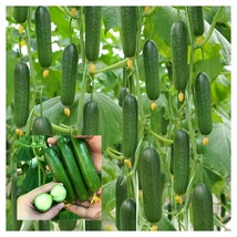 50 Seeds Thorn-less Mini Cucumber garden plants - £20.82 GBP