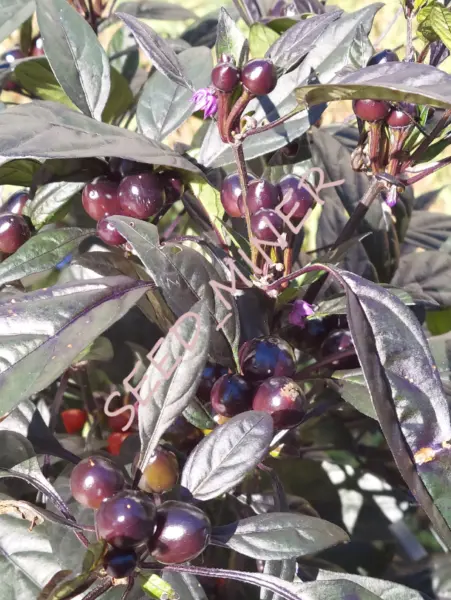 Fresh Pepper Black Pearl Buy 2 Or More Save 33% Heirloom Non Gmo Garden - $14.90