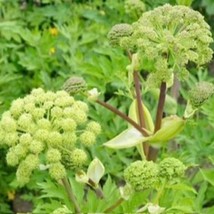 SEPT 30 Seeds Angelica Holy Ghost Biennial Culinary Licorice Fragrant - £4.39 GBP