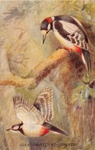 British Birds In Flight Pycraft &amp; Green Postcard 1910s Great Spotted Woodpeckers - £4.33 GBP