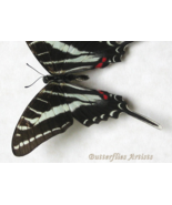 Eurytides Philolaus Dark Zebra Swallowtail Butterfly Framed Entomology S... - $88.72 CAD