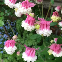 Giant Columbine Flower Plant seeds Easy to plant - $6.00