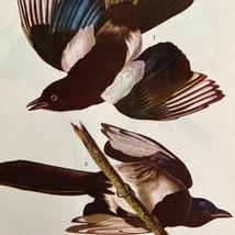 American Magpie Bird 1946 Color Art Print John James Audubon Nature DWV2H - £23.56 GBP
