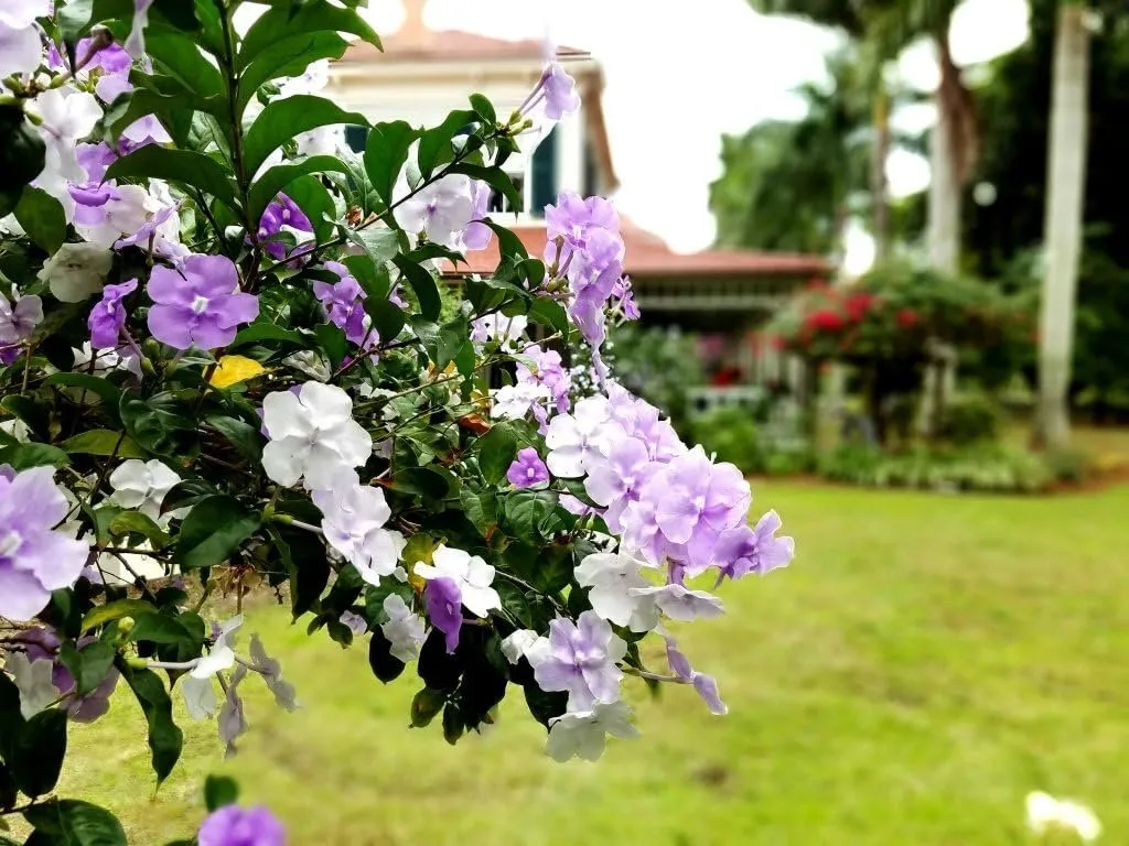 Yesterday Today and Tomorrow Live Plants Brunfelsia Pauciflora - £32.05 GBP