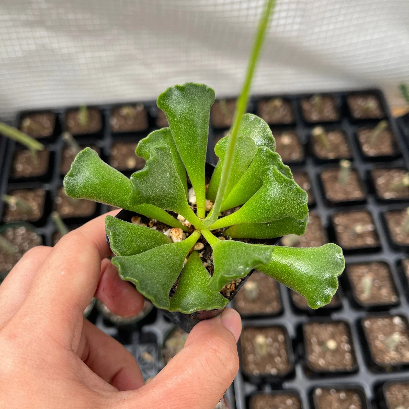 2pot Succulent Plants Key Lime Pie - $19.82