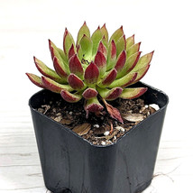 Succulent Pot Plant - Sempervivum Globiferum - In 2&quot; Pot - $124.22 MXN