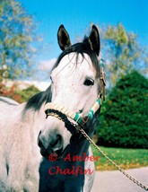 COLOR PHOTO - 8x10 Holy Bull  at Jonabell Farm - 1994 Horse of The Year (2) - $20.00+