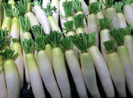 100 Pc Seeds White Icicle Radish Vegetable Plant, Radish Seeds for Planting | RK - £14.11 GBP