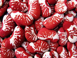 GIB 15 Christmas Lima Bean Calico Chestnut Phaseolus Lunatus Legume Vegetable Se - $18.00