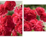 50 Seeds Red Chaters Double Hollyhock Garden - $41.93