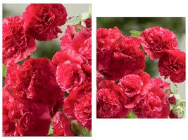 50 Seeds Red Chaters Double Hollyhock Garden - £33.02 GBP