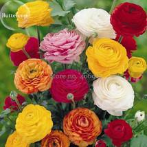 Colorful Ranunculus Asiaticus Persian Buttercup Perennial Flowers 20 Seeds Dazzl - £4.30 GBP