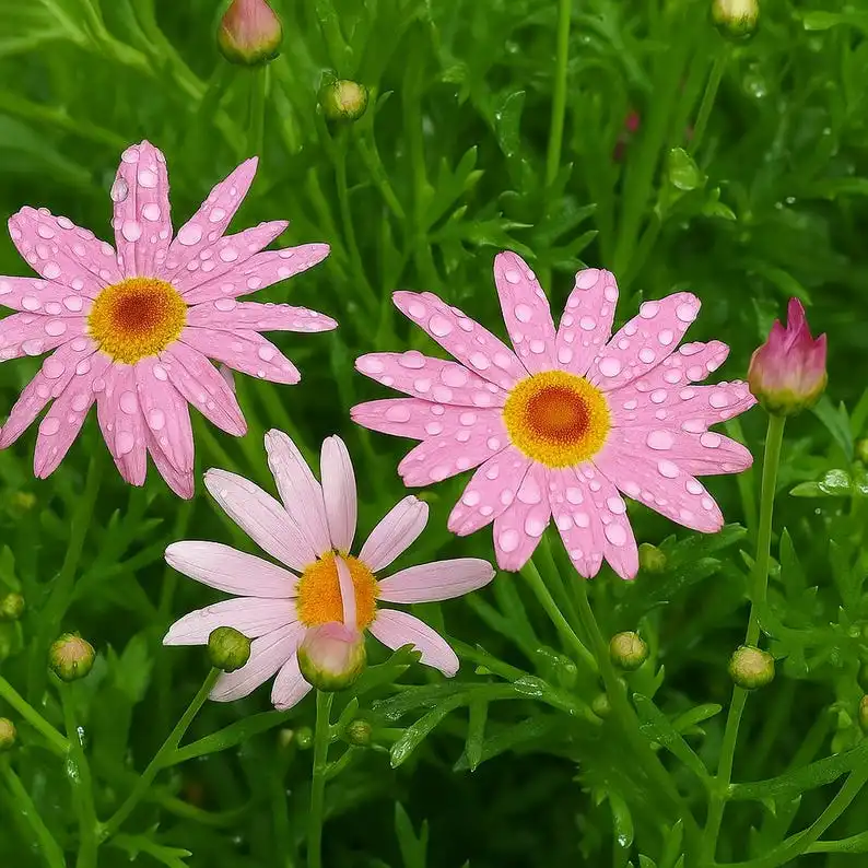 200 Pink Marguerite Daisy Seeds, Non-GMO, Easy to Grow - €11,11 EUR